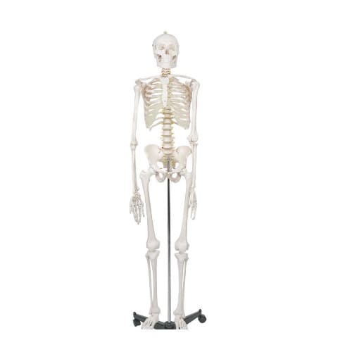 Adult Human Skeleton Anatomy Model