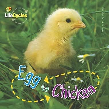 Life Cycles - Egg to Chicken