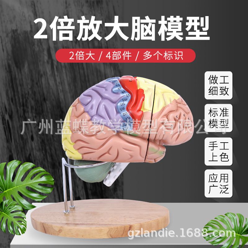 2 Times Magnification 4 Parts Brain With Cerebral Artery