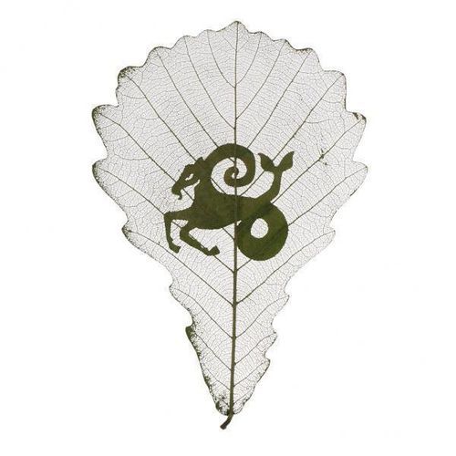 Carving Dried Flower