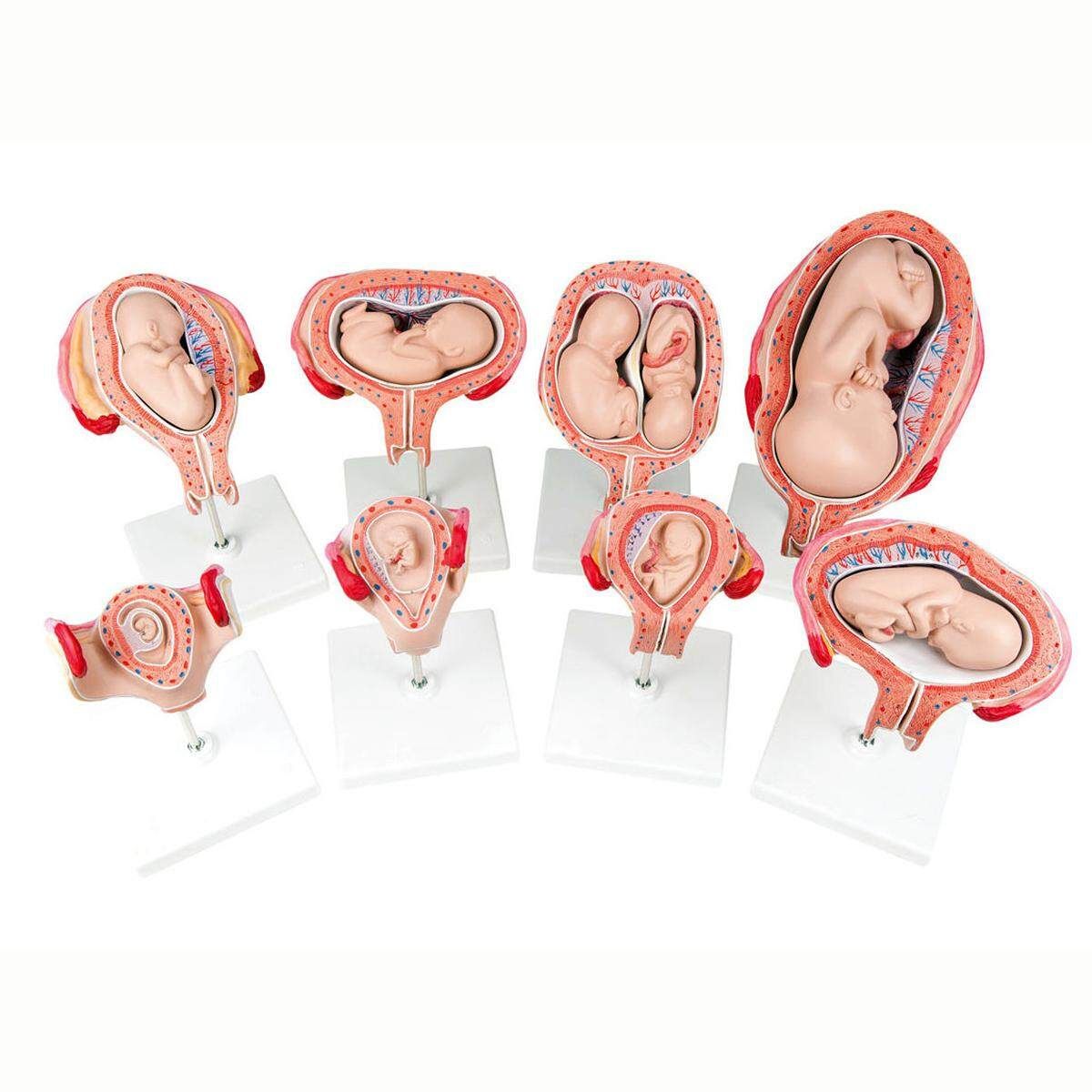 8pcs Anatomical Human Fetal Development Model 1st-7th Month Baby Fetus Pregnancy