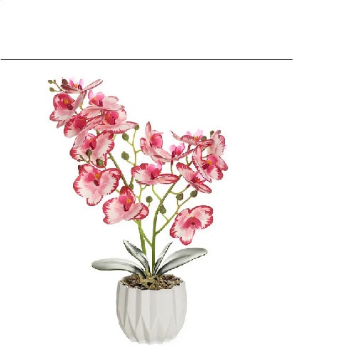 Pink Potted Phalaenopsis Orchid -35cm