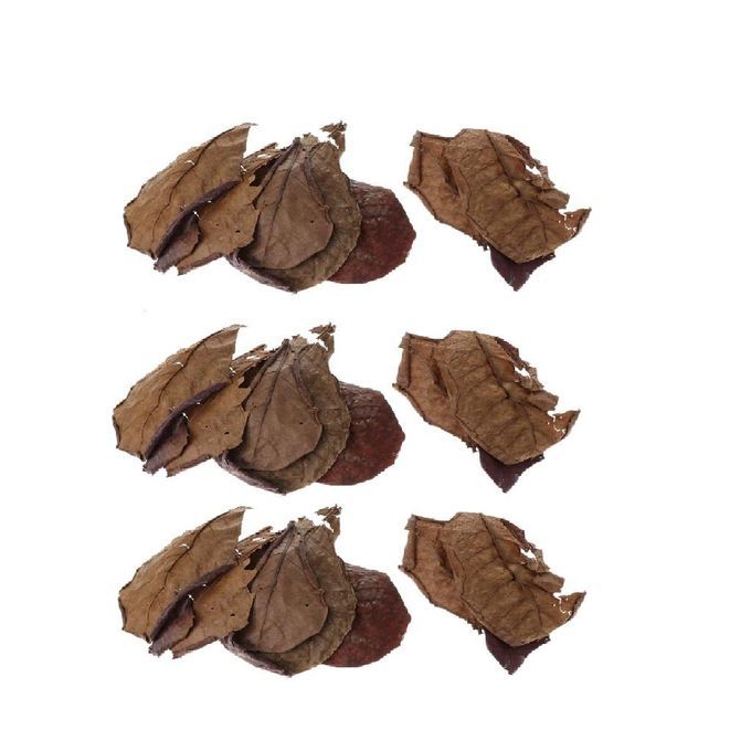 30x Indian Almond Catappa Leaves,  , Antibacterial And Anti-fungal