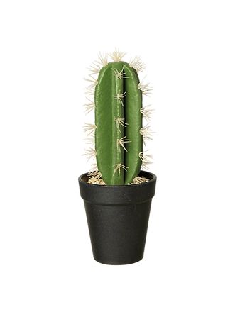 Cactus Spurge, Green- ASA Selection