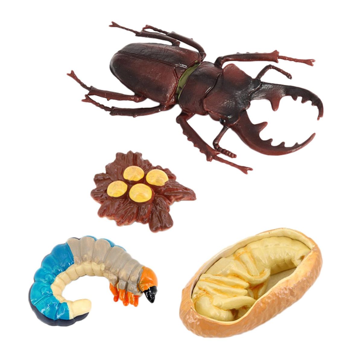 Stag Beetle Animal Life Cycle,Insect Model Educational Kids