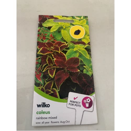 Coleus-rainbow Mixed seeds -220 Seeds