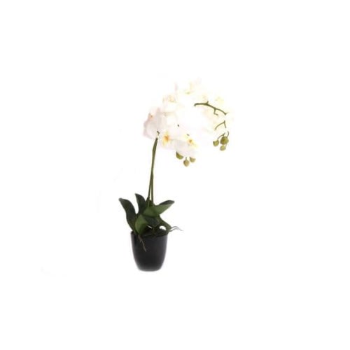 White Orchid Plant With 2 Stems - 60cm