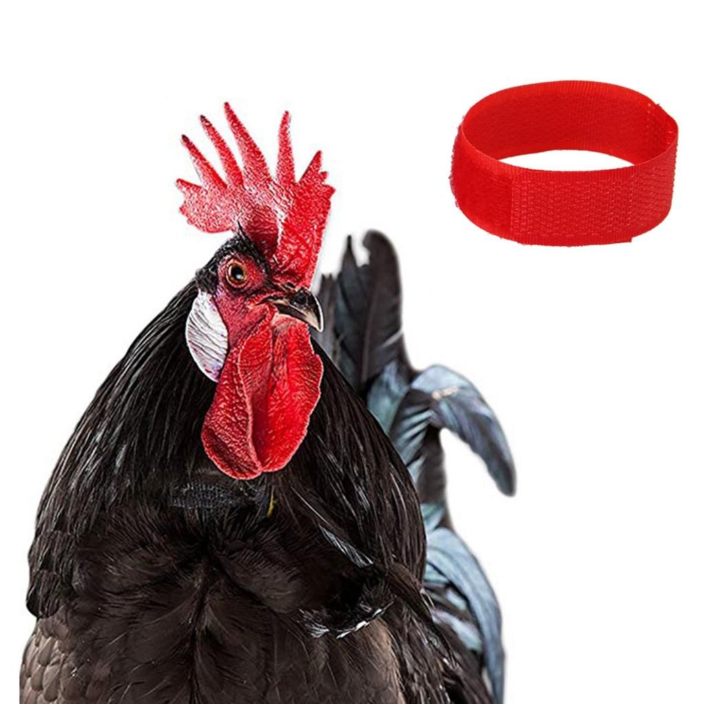 5 Pcs Chicken Collar Anti Crow Collar For  Red