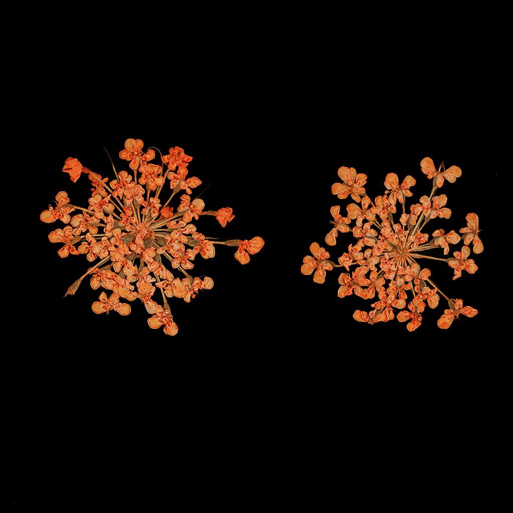 Pressed Dried Flowers 16pcs Dried Natural For Resin Jewelry Craft DIY