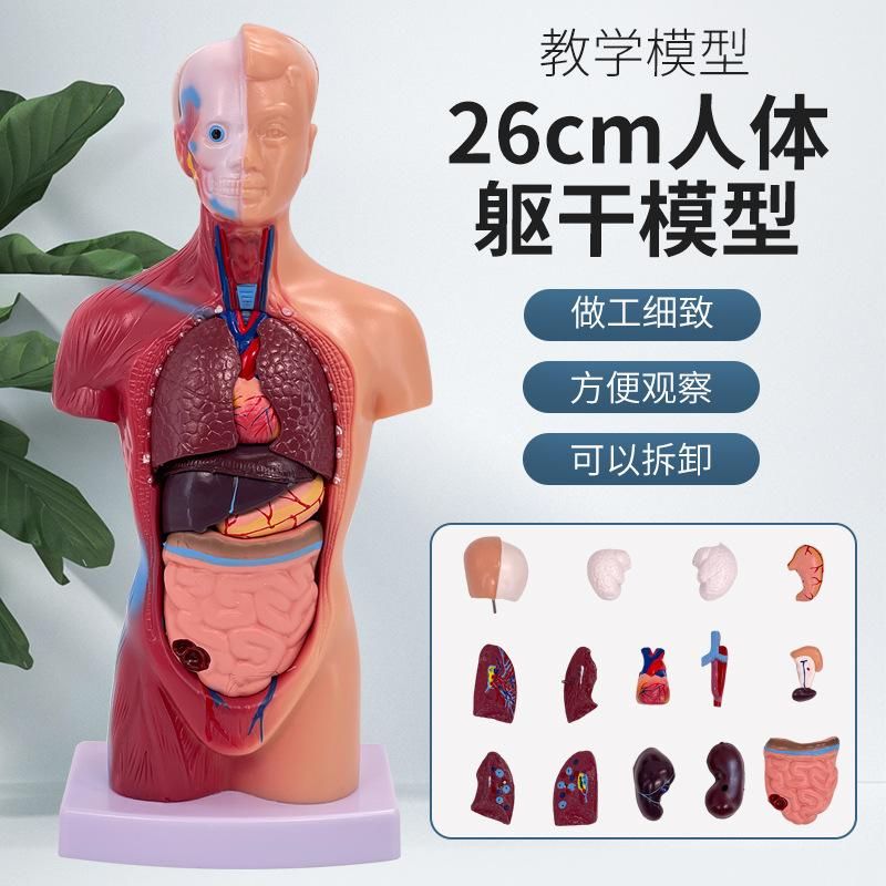 Human body model 28CM torso human internal organs heart anatomy model medical teaching aids skeleton children educational toys 26CM torso (15 pieces detachable)