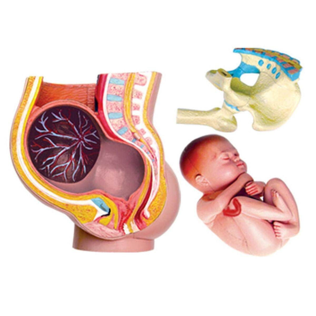 4D Human Part Torso Brain Heart Ear Hand Anatomy Body Anatomical Teaching Model