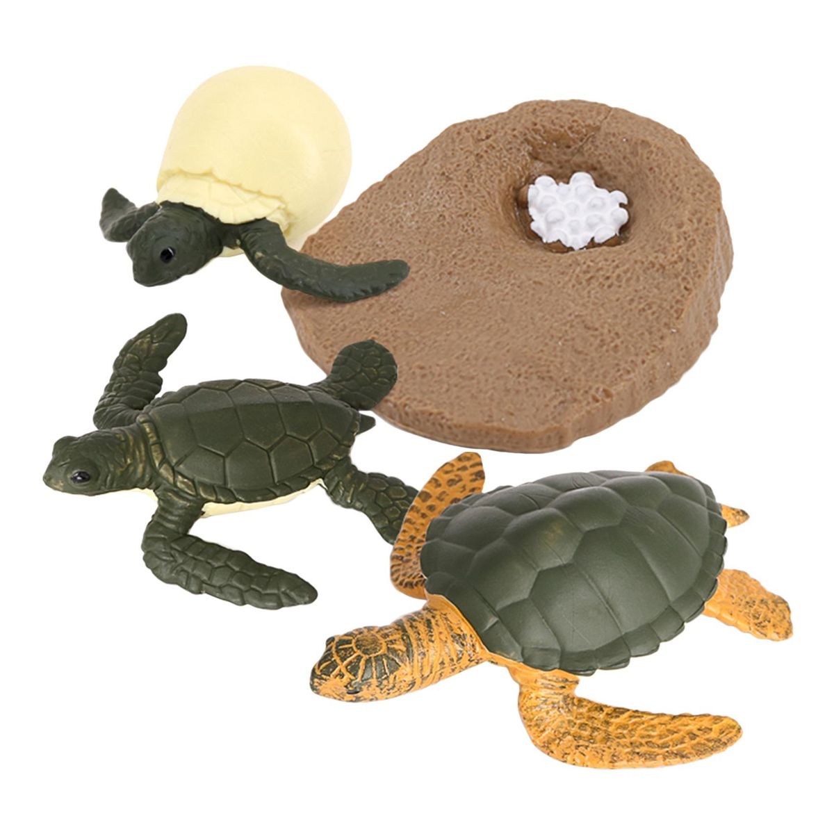 Turtle Animals Growth Cycle Model Animals Growth Cycle Kids