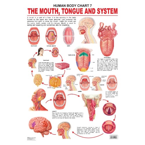 Human Body Educational Chart - The Mouth/Tongue & Speech