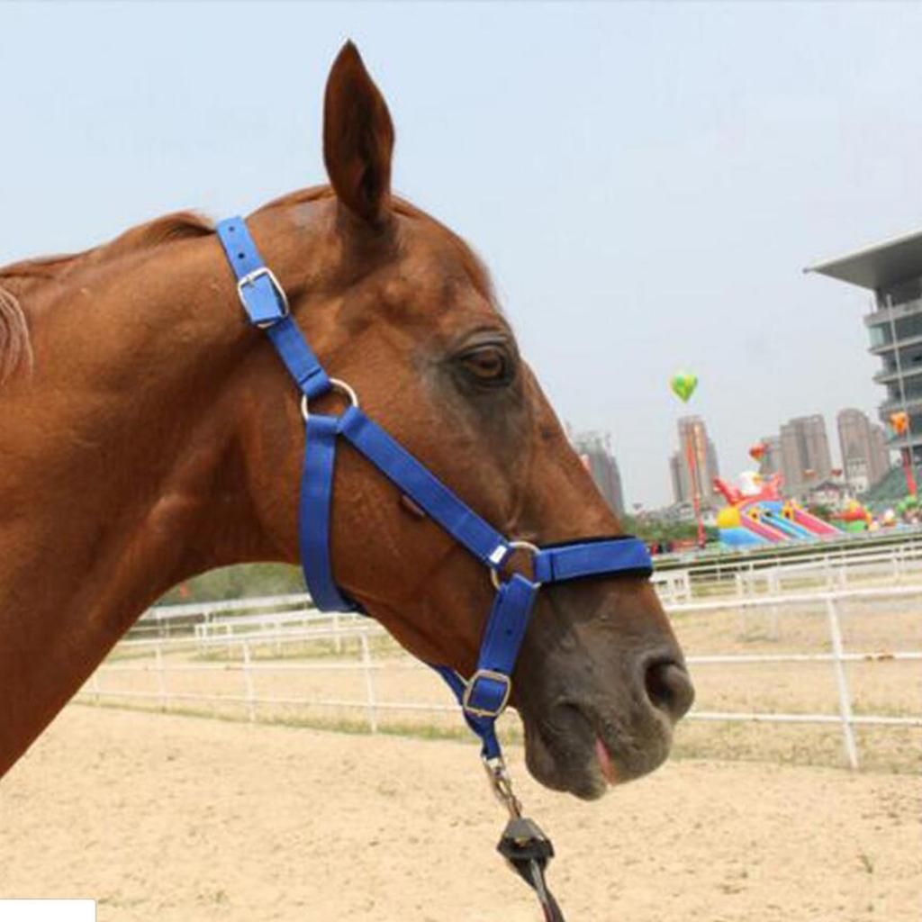 High Quality Adjustable Buckle Nylon Western Horse Red M