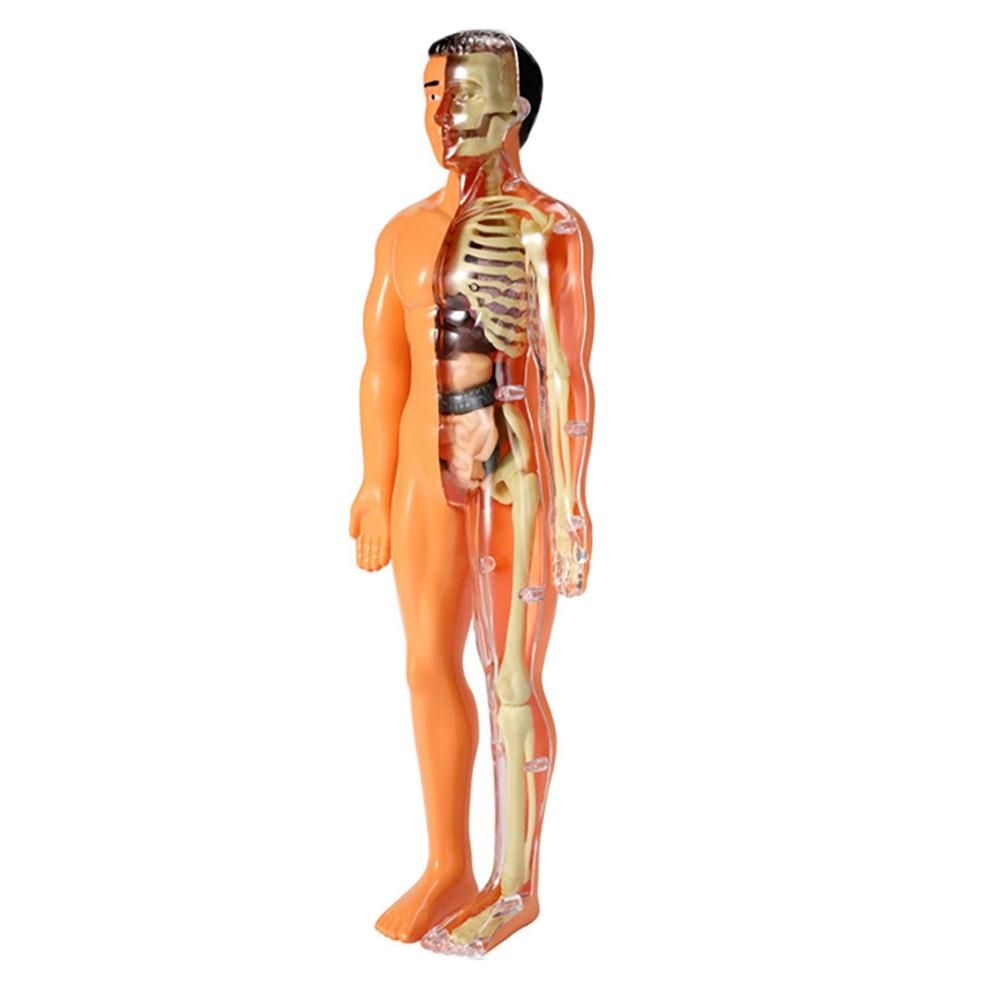 3D Human Body Anatomy Model Children Plastic DIY Skeleton