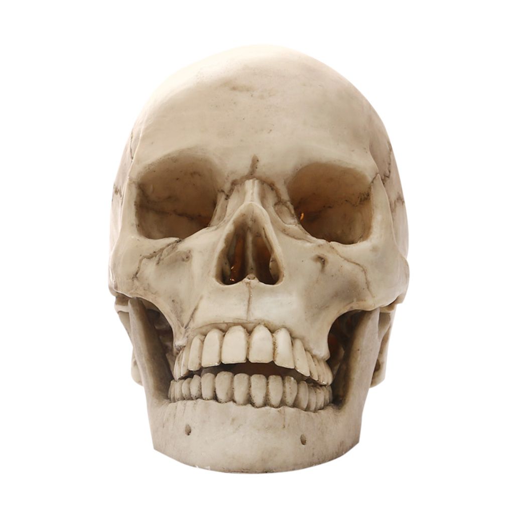 1:1 Human Skull Replica Art Teaching Prop Anatomical   Model Decor