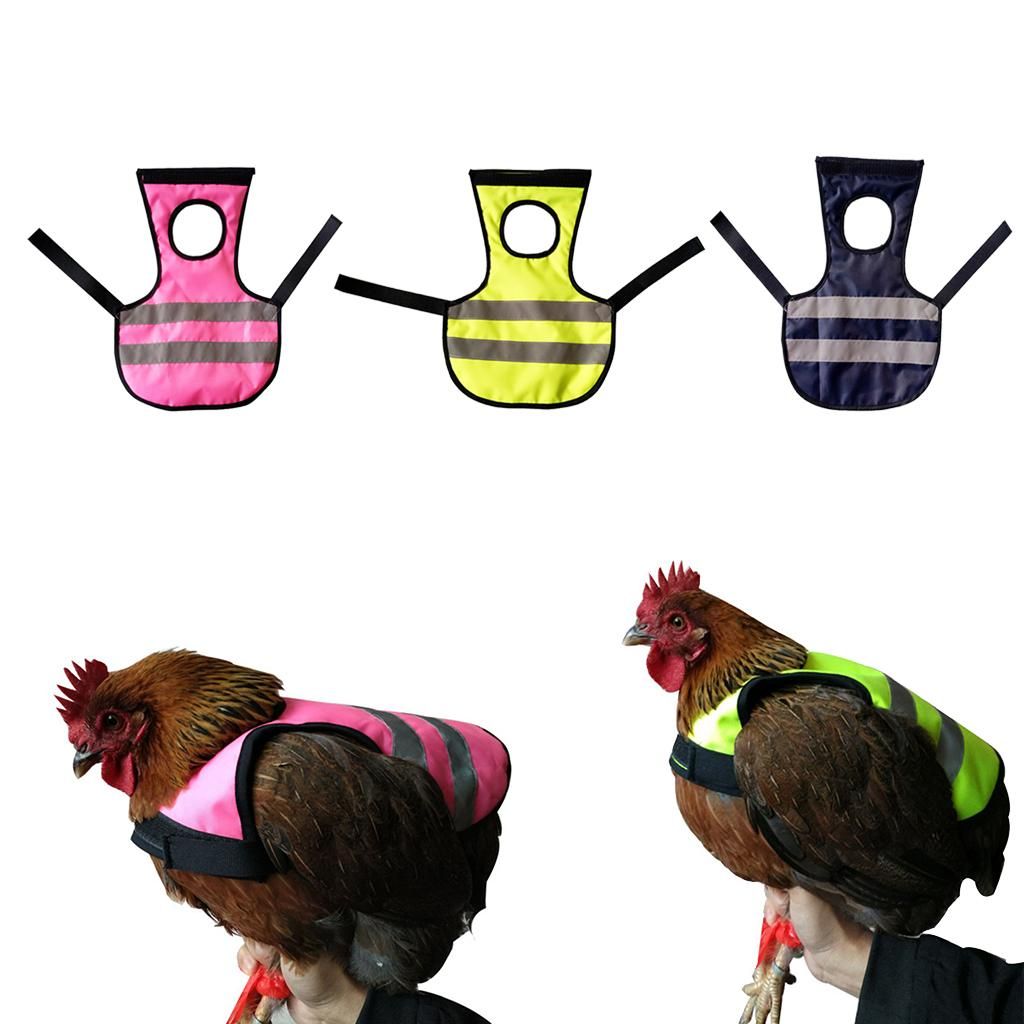 Set Of 3   Vest Chicken  Hen Saddle For  Hen