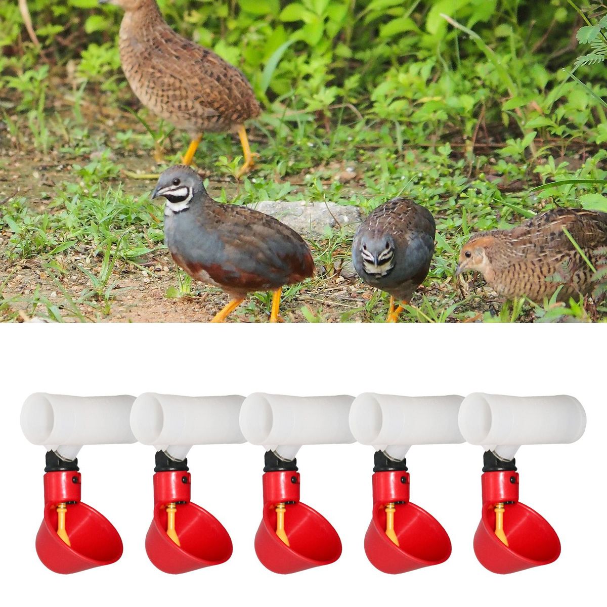 5PCS Automatic Poultry Water Drinking Cups Plastic Feeder Drinker For