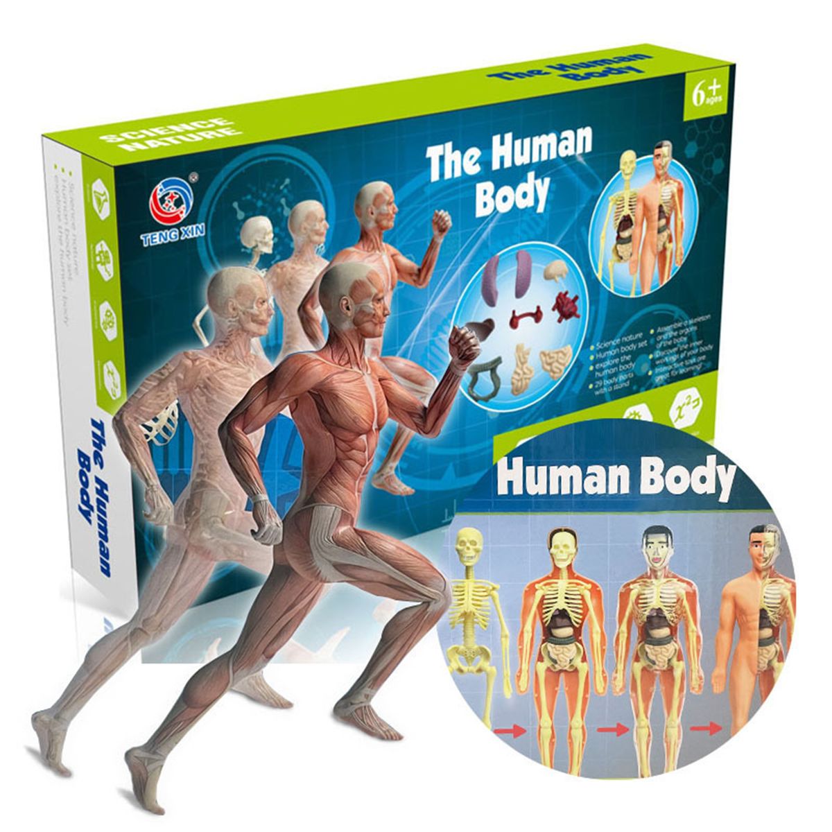 Human Body Model Skeleton Simple Assembly Learning Tool Kit