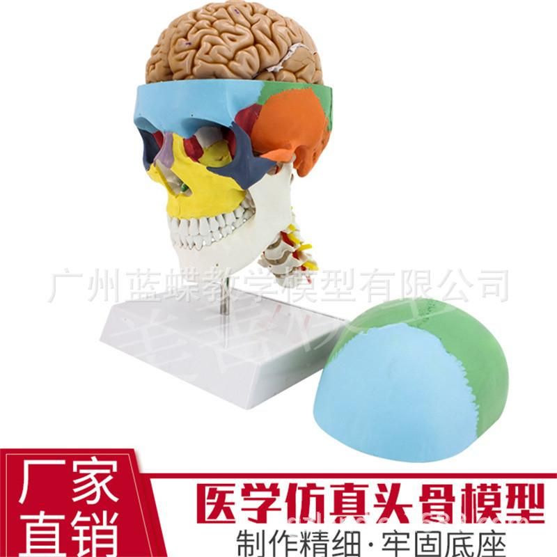 Colored skull with cervical spine and brain model human skull color separation 1:1 coloring to distinguish areas