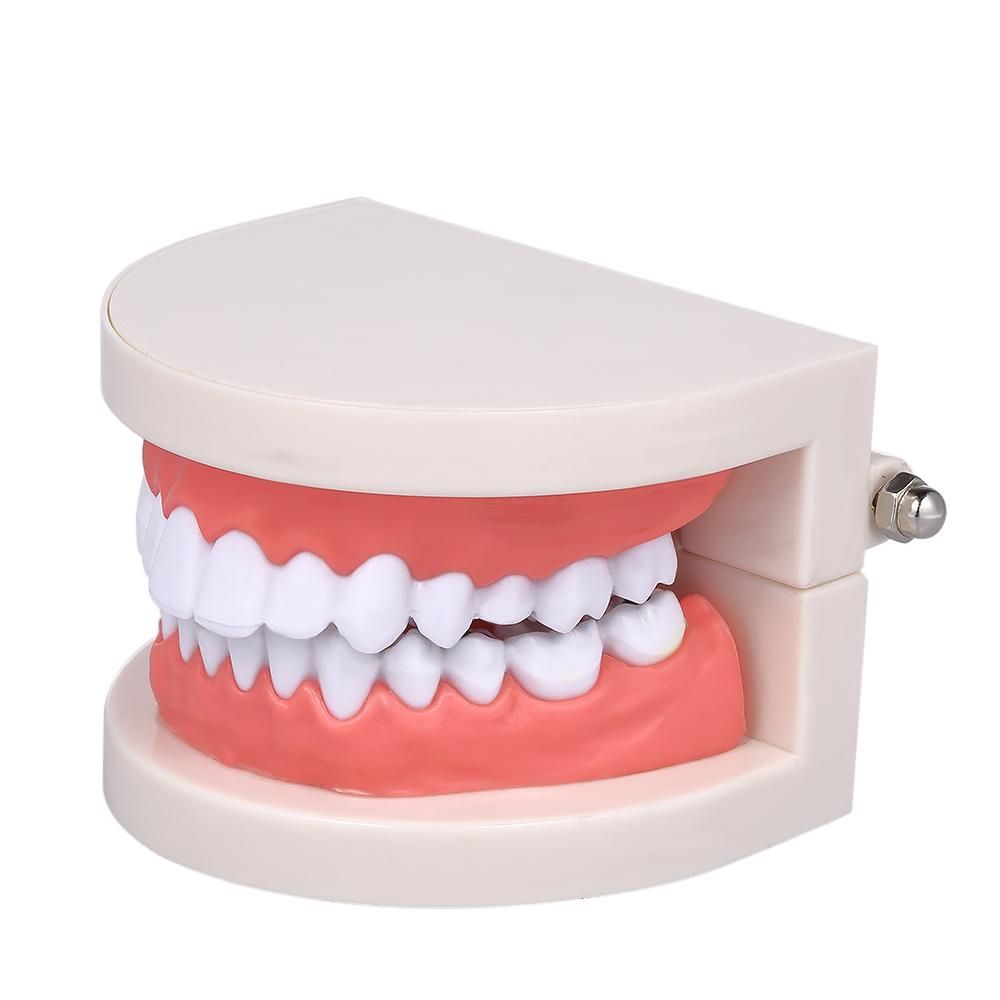 Standard Tooth Teaching Giant Dental Dentist Teeth Model Child Kidtraining Model Disease Teeth Medical Educational Model