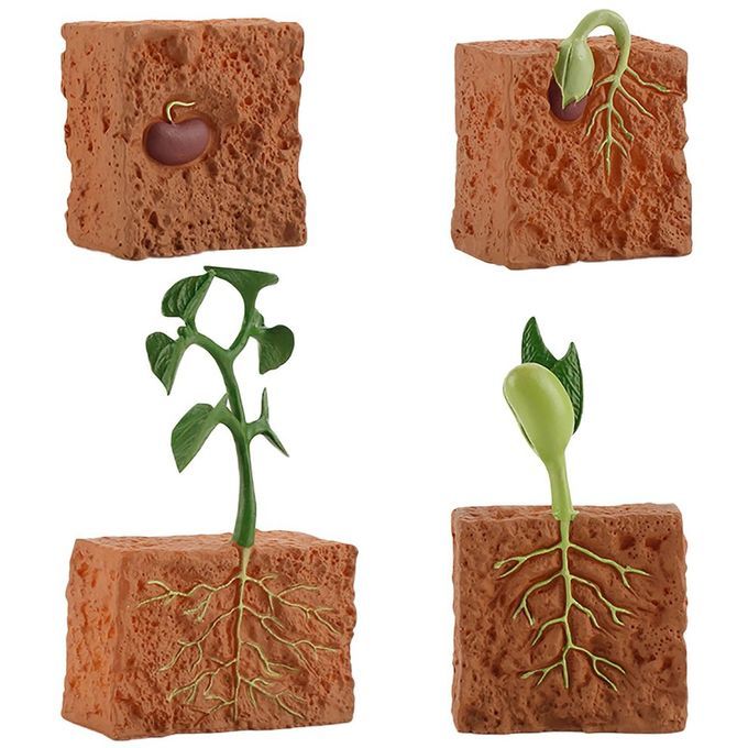 Ulation Life  Y Le Of Green Bean Plant Growth  Y Le Model A Tion Figures-brown
