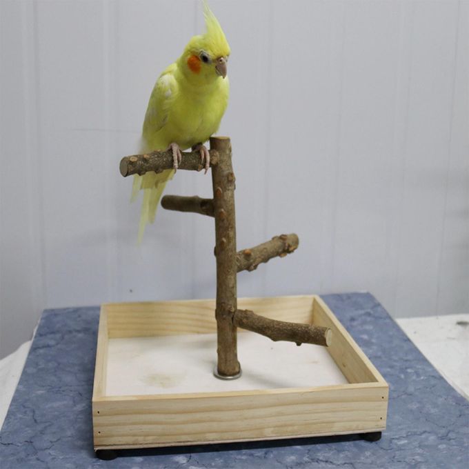 Bird Perch Stand Play Stand Platform Parrot Perch Stand For Lovebirds