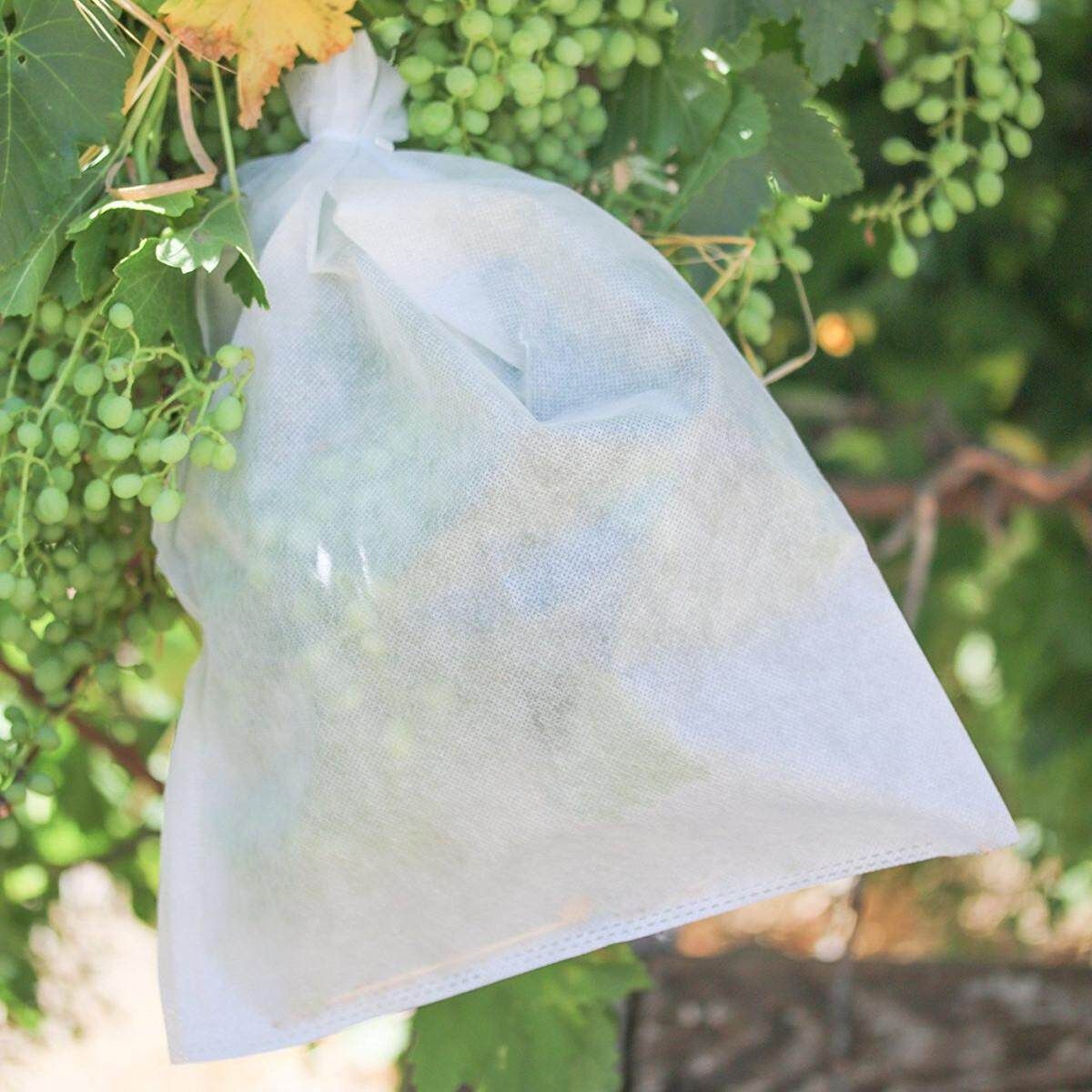100pc Translucent Grape Bag Against Insect Pest Bird Fruit Protect Pouch