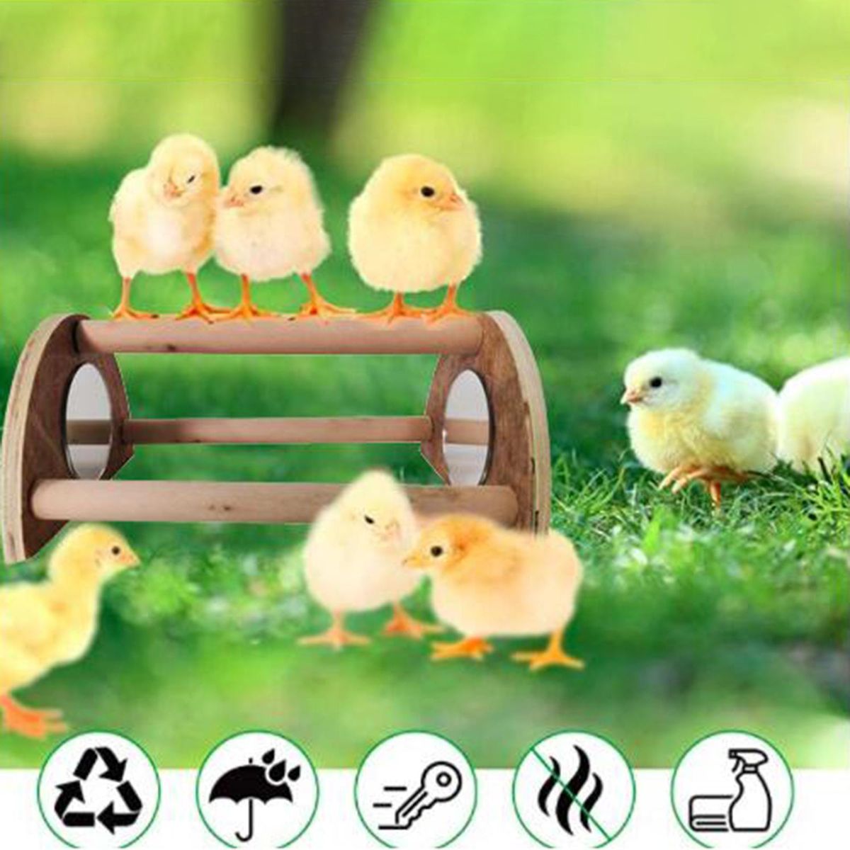 Chick Perch With Mirror Chicken Perch Training Strong