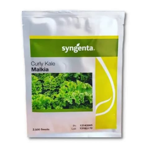 Curly Kale Seeds - 2500 Seeds