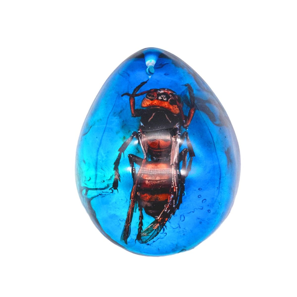 Butterfly Amber Collectibles Vibrant Amber Collection for Ages Blue
