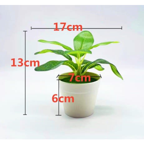 Green Plant Potted Plant