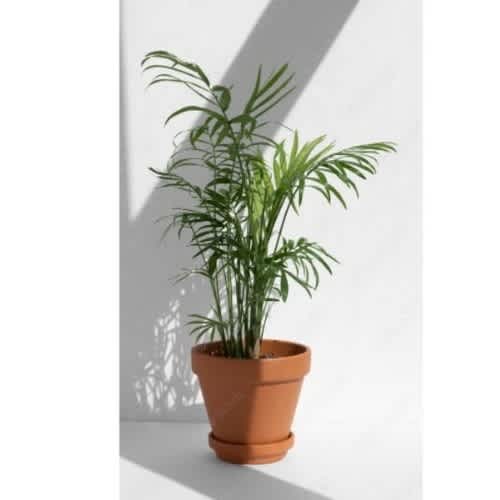 Artificial Palm Tree Decor 4ft And 5 Strands + Orange Plastic Stand