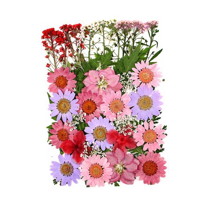 Pressed Dried Flower Leaves DIY Phone Case Nail Arts Pink