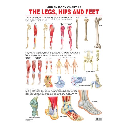 The Hips / Legs & Feet - Human Body Educational Chart
