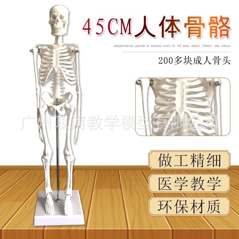 45cm human skeleton model art yoga art medical use whole body spine skeleton teaching skeleton model