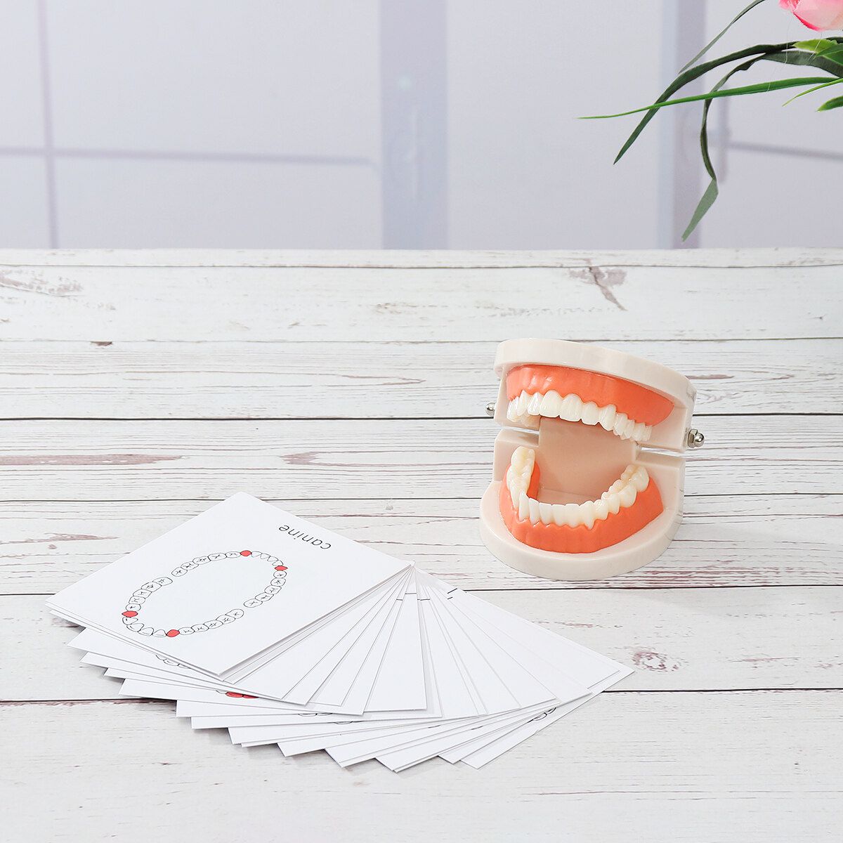 Teeth Model Dental Typodont Teach Study Brushing Flossing Practice Disease Tool Tooth + Card