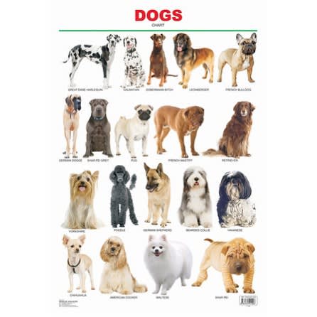 Dogs Educational Laminated Wall Chart