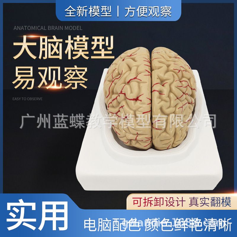 Human Brain Anatomy Model Brain With Cerebral Artery Model
