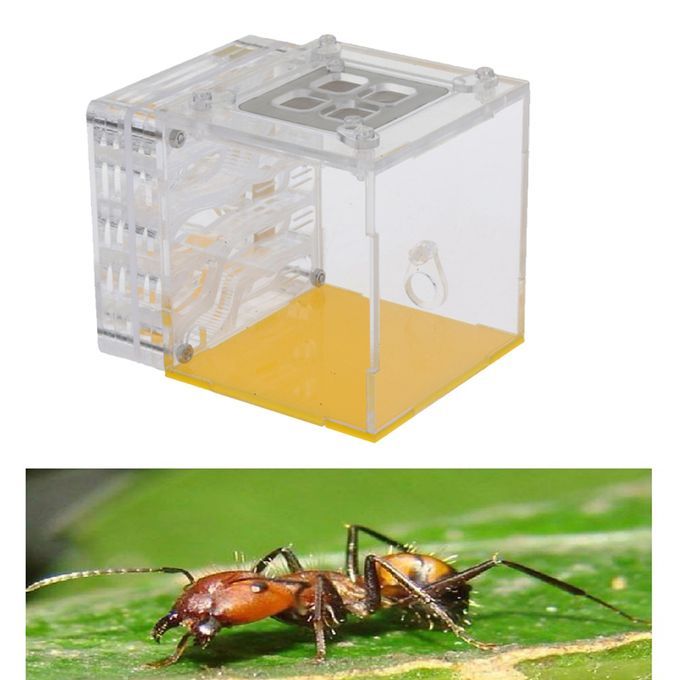 Clear Ant Housing Acrylic Nest Ant Feed Farm Formicarium Box Square