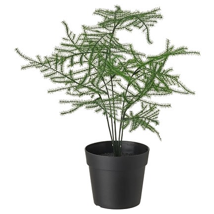 Fejka Artificial Potted In/outdoor Plant - 9 Cm - Asparagus