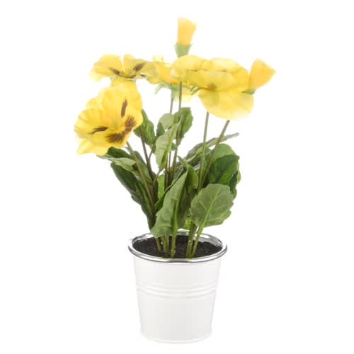 Potted Pansy - Yellow