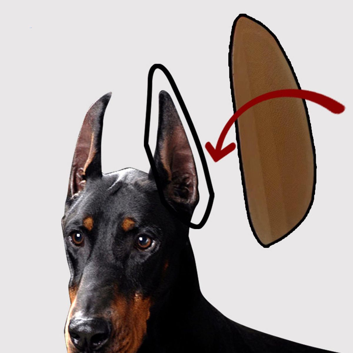 Pet  Stand Up Sticker Doberman Ear Vertical Tool Dog