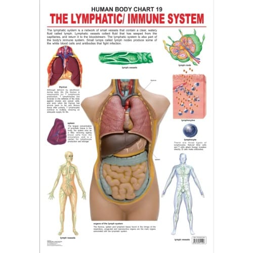 The Lymphatic/immune System - Human Body Educational Chart