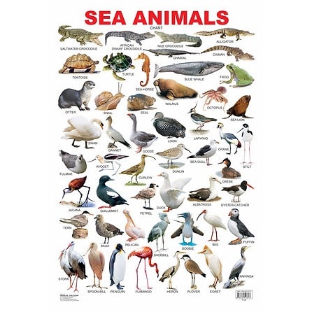 Sea Animals Educational Laminated Wall Chart