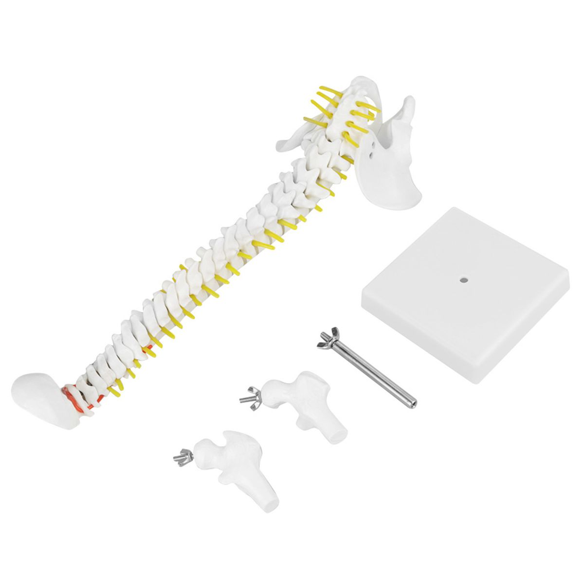 38cm Removable Flexible Human Ne Model For Skeleton Any