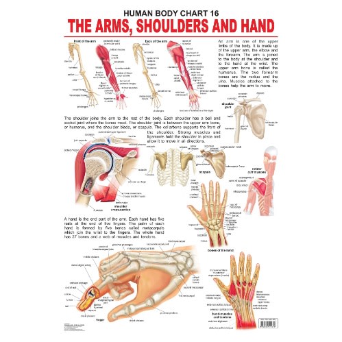 The Shoulders / Arms & Hand - Human Body Educational Chart