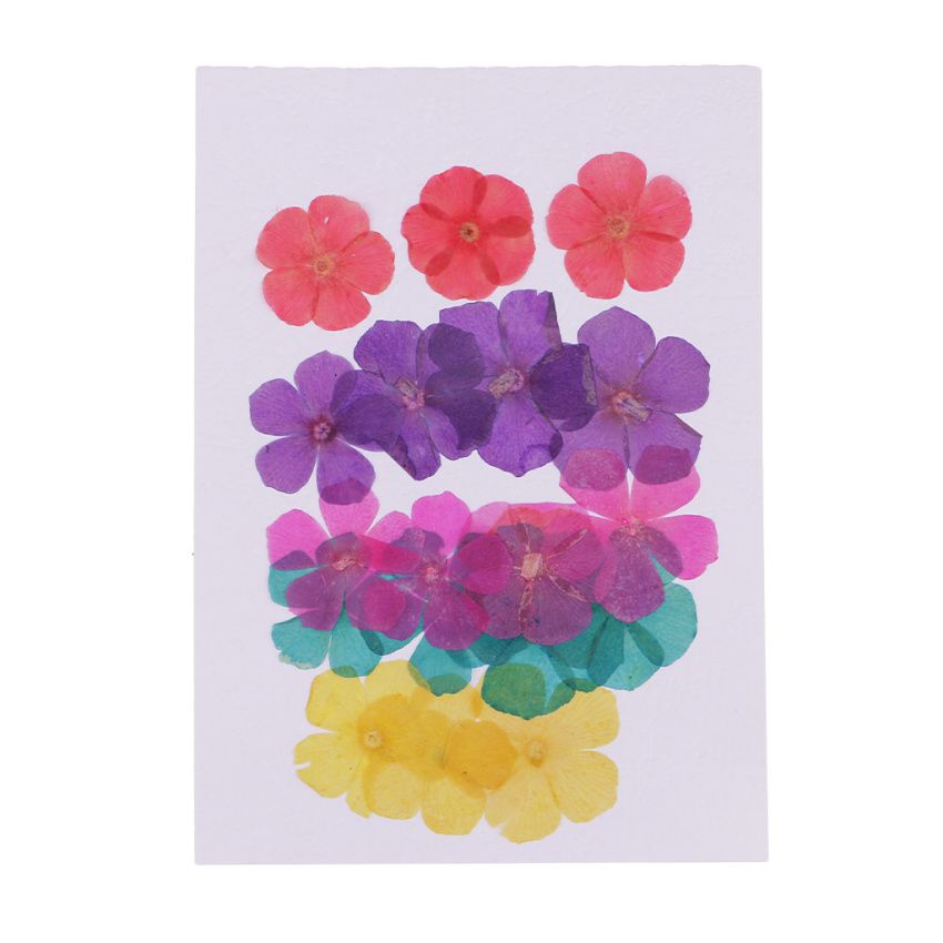 20x Assorted Color Pressed Dried Flower 5-Petals Flower Embellishments