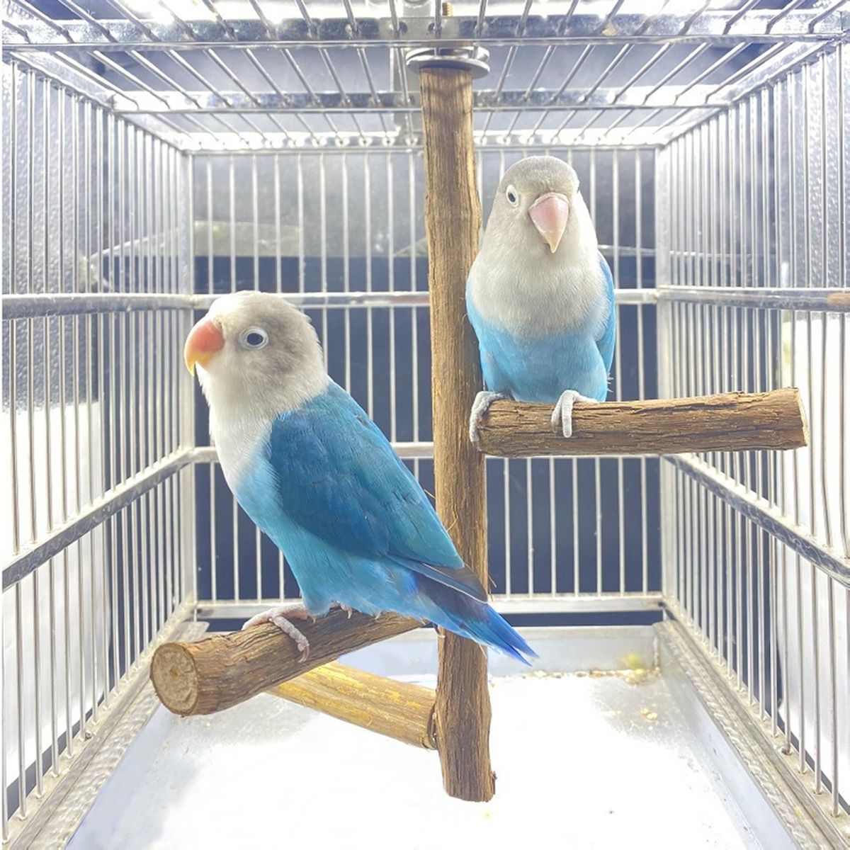 Natural Bird Perches, Wooden Pole, Hanging Training Toy, Claw Grinding