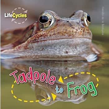 Life Cycle of Tadpole to Frog